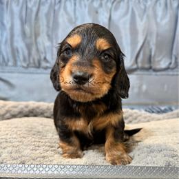 King George - Black and tan male Dachshund puppy in Anderson, Alabama from Pasek Kennels