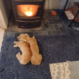 Dachshund Puppies from Leroux Creek Cream Dachshunds