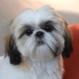Susie - Shih Tzu