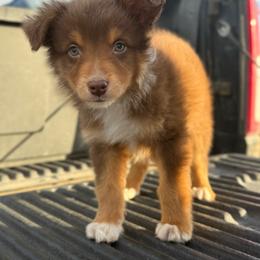 Zephyr - Red tri-color male Australian Shepherd puppy in Tucson, Arizona from Soqui Ortiz Cattle Ranch