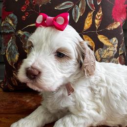 Ticonderoga - Caramel cream female Labradoodle puppy in Camden, North Carolina from Oopsie Doodles of NC