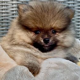 Brio - Orange sable male Pomeranian puppy in Jefferson City, Missouri from MJ’s Pomeranians