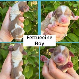 Fettuccine - Piebald male Dachshund puppy in Paw Paw, Michigan from Mulberry Meadow Farms