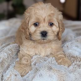Navy Collar Male - Buff male Cockapoo puppy in Newmanstown, Pennsylvania from Greta's Cockapoos
