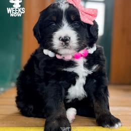 Gift - Tri-color female Bernedoodle puppy in Orange, Texas from Walk with Me Doodles