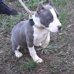American Staffordshire Terrier and French Bulldog Puppies from Cicero Kennels