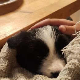 Border Collie Puppies from Snowbird Border Collies