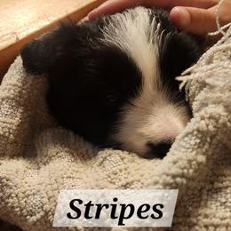 Border Collie Puppies from Snowbird Border Collies