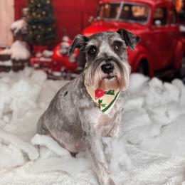 Ellie Mae - Miniature Schnauzer
