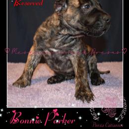 Perro de Presa Canario Puppies from Mesquite Creek Kennels