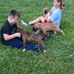 Boxer Puppies from Lando Boxers