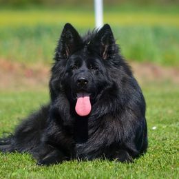 Zona - German Shepherd