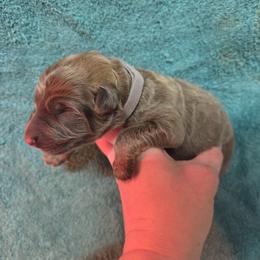 Boy 1 - male German Shepherd puppy in Dallas, Pennsylvania from Mountainside German Shepherds