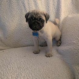 Pug Puppies from Lisa's Pugalicious Pugs