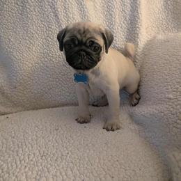 Pug Puppies from Lisa's Pugalicious Pugs