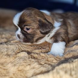PHOEBE - Brindle and white female Shih Tzu puppy in Los Banos And Bay Area, California from Shantii's Shih Tzu's