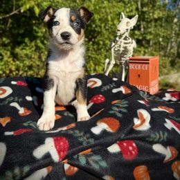 Arcadia - Tri-color female Border Collie puppy in Alexander, Maine from High Velocity Stockdogs