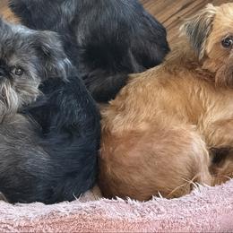Brussels Griffon puppies from Brooks Berner Bears & Brussels Griffons