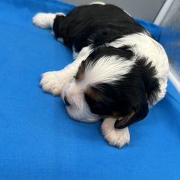 Daniel - Tri-color male Cavalier King Charles Spaniel puppy in Burke, New York from Patti’s Puppies