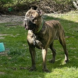 Cane Corso from Mass Cane Corso