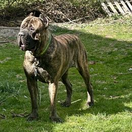 Cane Corso from Mass Cane Corso