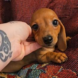 Dachshund Puppies from Samantha Spanton