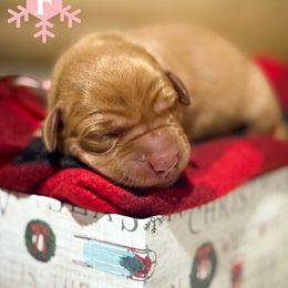 Girl 2 - female Labrador Retriever puppy in Franklin, Virginia from Oak Hollow Retrievers