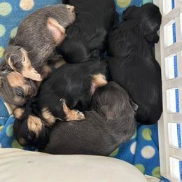 Shih Tzu Puppies from LaDawn’s Little Lions