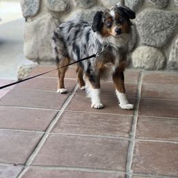 Ranger - Toy Australian Shepherd