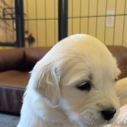 Golden Retriever Puppies from Robinsnest Goldens