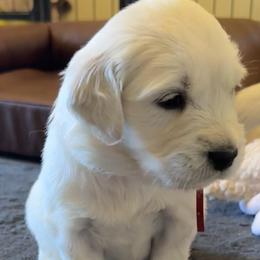 Golden Retriever Puppies from Robinsnest Goldens