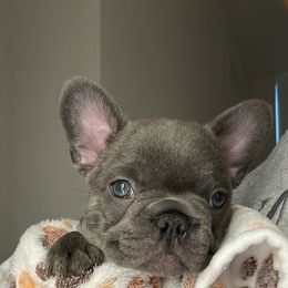 French Bulldog Puppies from Kehaulani Crittle