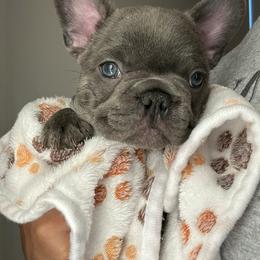 French Bulldog Puppies from Kehaulani Crittle