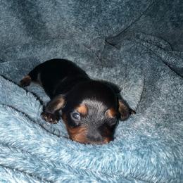 Arthur - Black and tan male Dachshund puppy in La Junta, Colorado from Royal King’s Mini Dachshunds