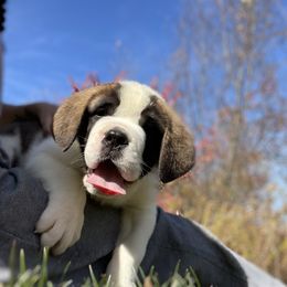 Boy 1 - Saint Bernard puppy in Clearfield County, Pennsylvania from Keystone Saints