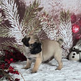 Blitzen - Fawn male Pug puppy in Atwood, Illinois from Peace Road Puppies