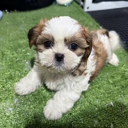 Jake - Tricolor male Shih Tzu puppy in Bourne, Massachusetts from Shih Tzu Pups