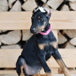 Brigitta - Pink Collar - Black and rust Doberman Pinscher puppy in Mifflinburg, Pennsylvania from Centennial Acres Dobermans