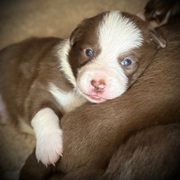 Freya - White and red female Border Collie puppy in North Lakeport, California from Wild Rose Ranch