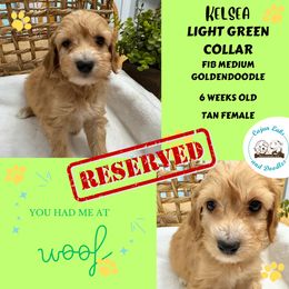 Kelsea - Apricot Goldendoodle puppy in Raceland, Louisiana from Cajun Doodles
