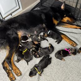 Boy 3 - Black and rust male Beauceron puppy in Henderson, Nevada from Joie de Vie Beaucerons