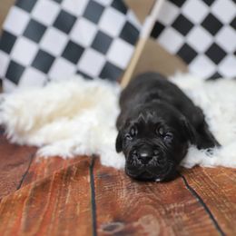 Danika Patrick - Black female Cane Corso puppy in Beech Island, South Carolina from Relic Cane Corso