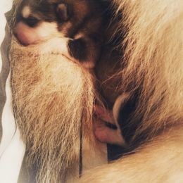 Alaskan Malamute Puppies from ArctiCircle Alaskan Malamutes