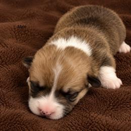 Boy 5 - Sable male Pembroke Welsh Corgi puppy in Port Republic, Maryland from Bestfurends