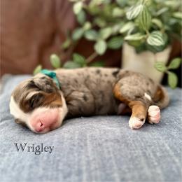Wrigley - Merle male Bernedoodle puppy in Waco, Texas from Blessings Pups Doodles