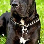 Molosser (Bully x)s from Good Karma Mastiffs