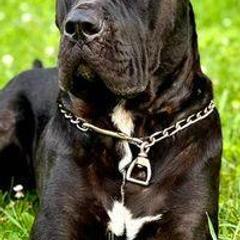 Molosser (Bully x)s from Good Karma Mastiffs