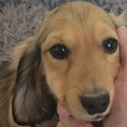 Junior - Cream male Dachshund puppy in Price, Utah from Stone Kennels