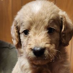 Eva - Double Doodle puppy in Norfolk, Massachusetts from Cat's Golden Labradoodles