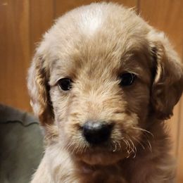 Eva - Double Doodle puppy in Norfolk, Massachusetts from Cat's Golden Labradoodles